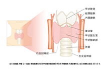 図1.甲状腺の構造 図1.甲状腺の構造